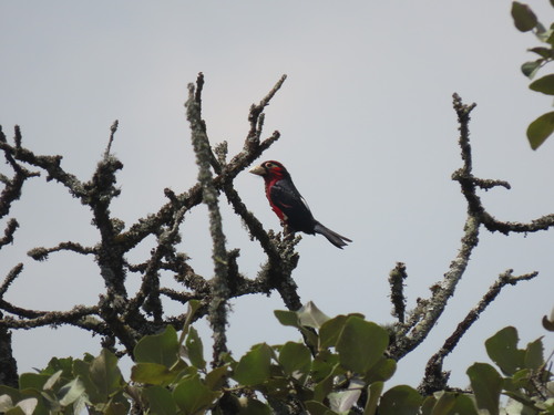 Double-toothed Barbet