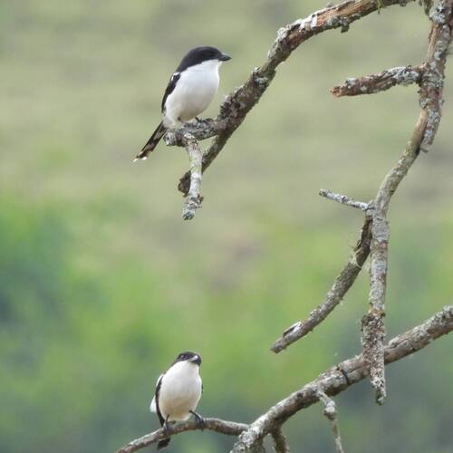 Northern Fiscal