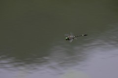 Epophthalmia elegans