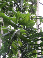 Triplaris americana