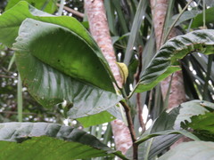 Triplaris americana