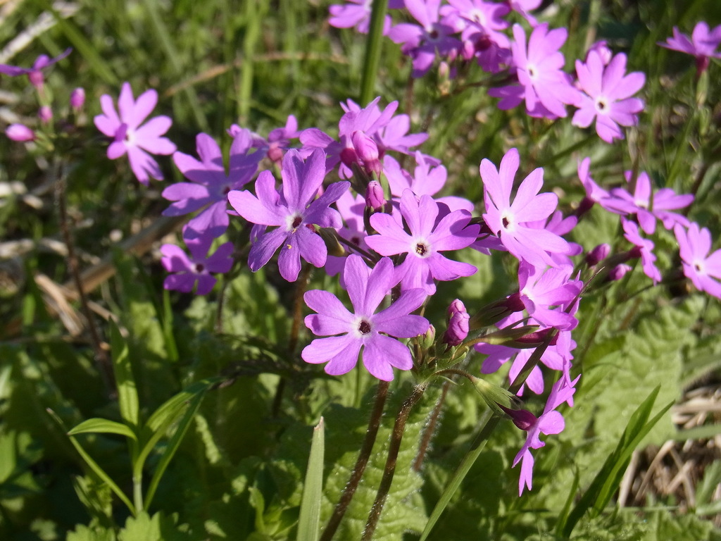 Siebold's primrose