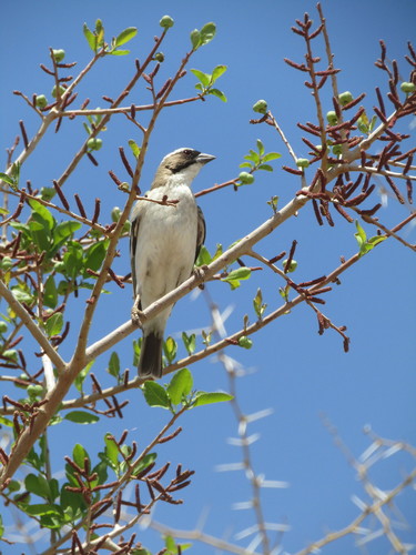 White-browed Sparrow-Weaver