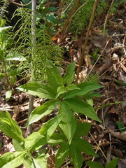 Paris verticillata