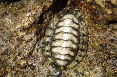 Rhyssoplax salihafui