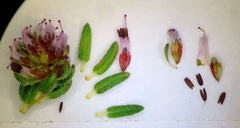 Erica glabella laevis