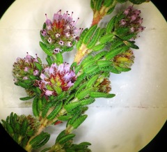Erica glabella laevis
