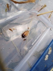 Chorisoneura texensis