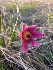 Pulsatilla cernua