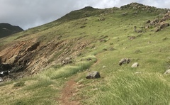 Bothriochloa pertusa