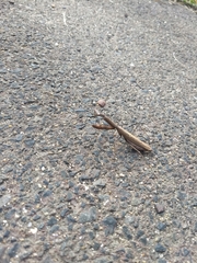 Statilia maculata maculata