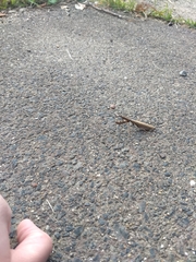 Statilia maculata maculata