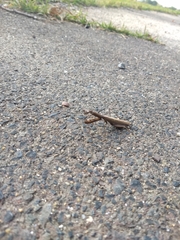 Statilia maculata maculata