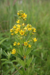 Lysimachia verticillaris