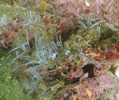 Macrorhynchia philippina
