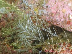 Macrorhynchia philippina