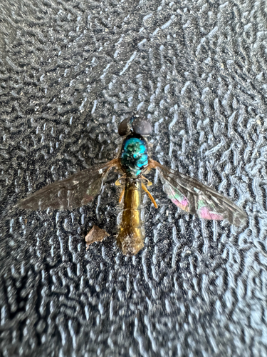 Unknown species found near S Colorado Ave, Boise, ID, US