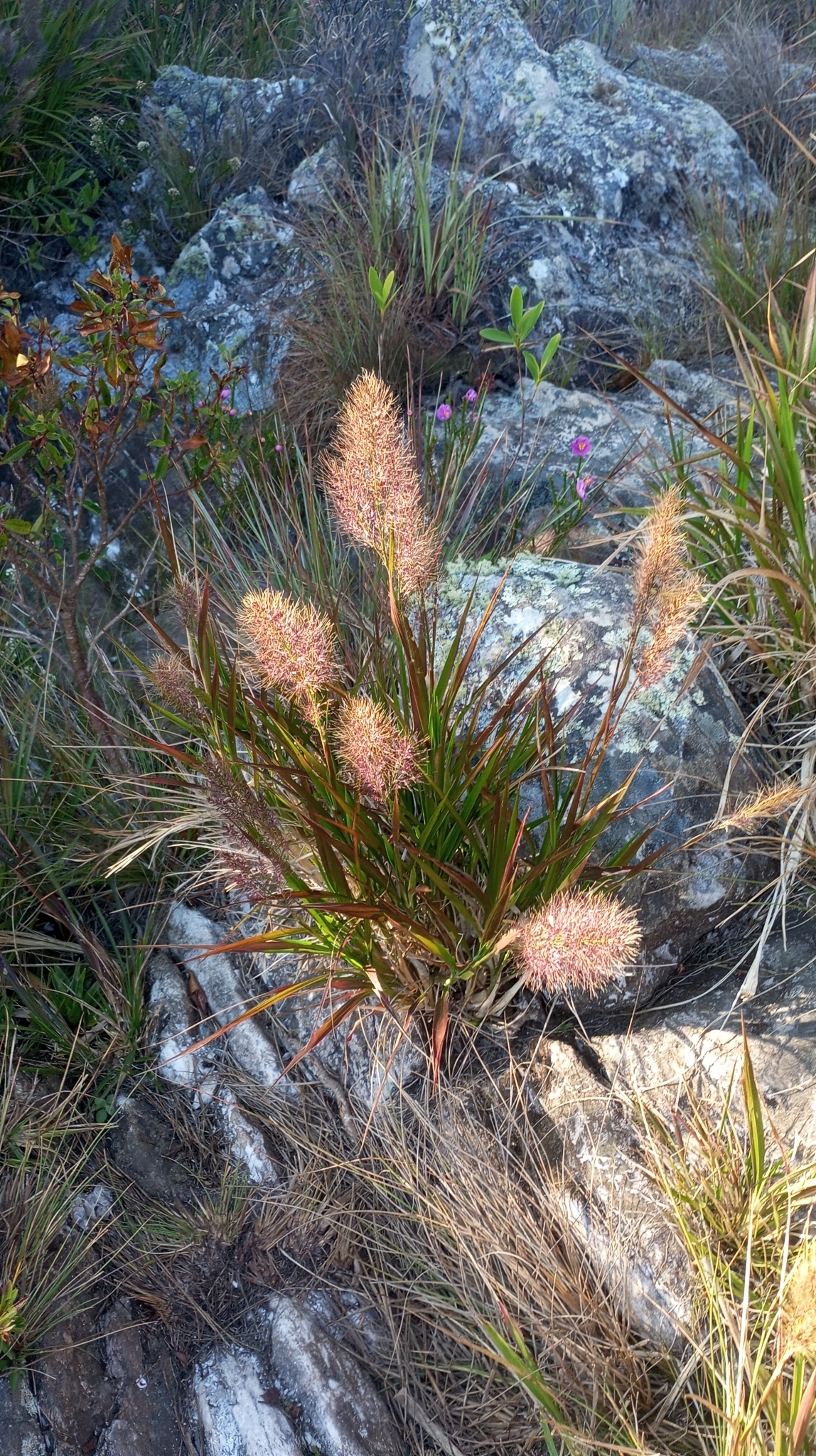 Canastra lanceolata