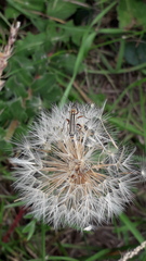 Chauliognathus scriptus