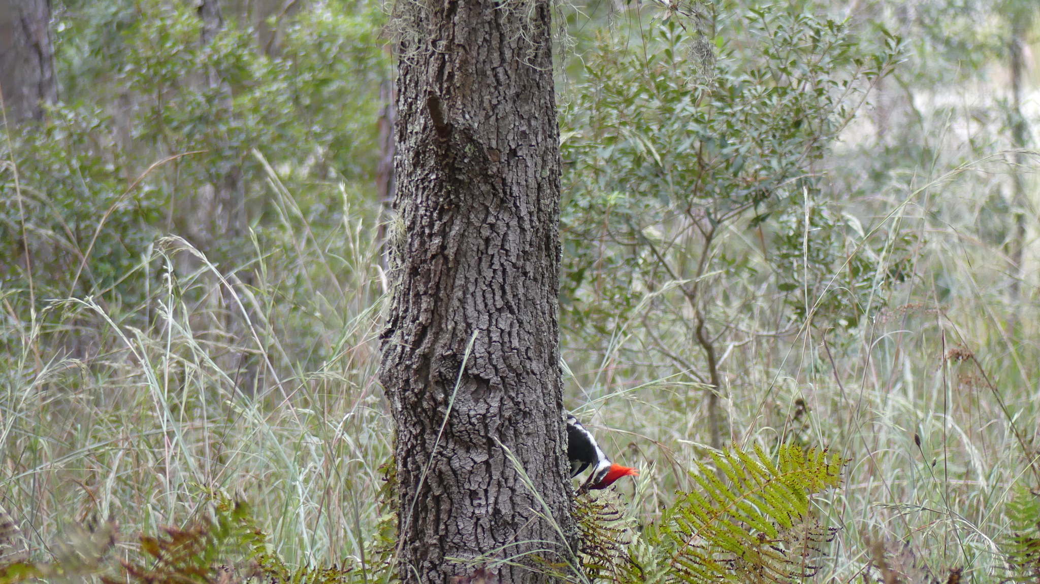 Pileated Woodpecker