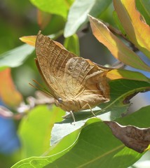 Charaxes varanes vologeses
