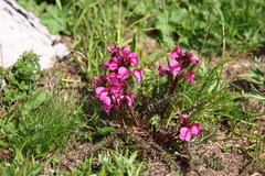 Pedicularis nordmanniana