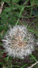 Chauliognathus scriptus