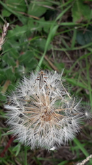 Chauliognathus scriptus