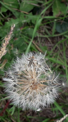 Chauliognathus scriptus