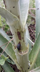 Heilipodus erythropus
