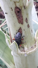 Heilipodus erythropus