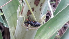 Heilipodus erythropus