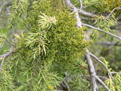 Arceuthobium oxycedri