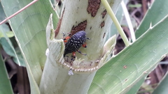 Heilipodus erythropus