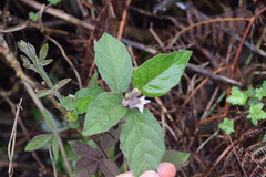 Solanum anguivi