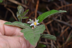 Solanum anguivi