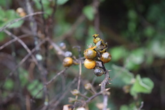 Solanum anguivi