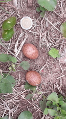 Chordeiles nacunda