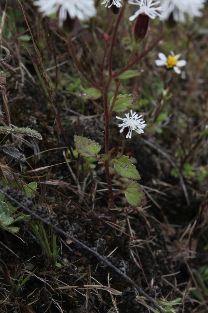 Brickellia problematica