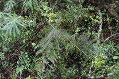 Pteris catoptera