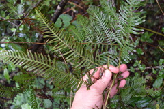 Pteris catoptera