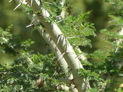 Vachellia seyal