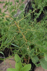 Asparagus racemosus
