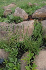 Asparagus racemosus