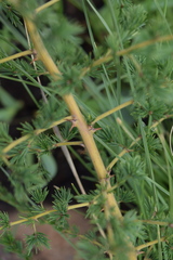 Asparagus racemosus