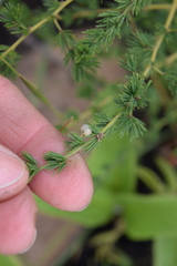 Asparagus racemosus