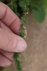 Asparagus racemosus