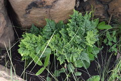 Cheilanthes quadripinnata