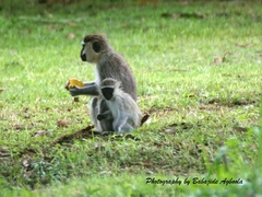 Chlorocebus tantalus