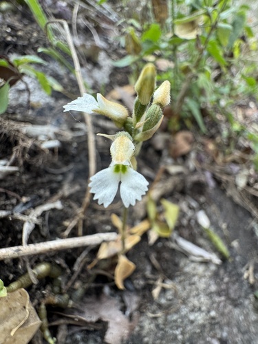 caterpillar orchid (Cheirostylis ovata)